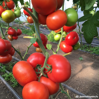 Томат Рестлер F1,