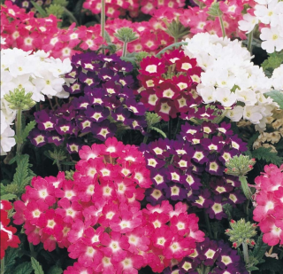 (п.ф.) Вербена Кварц ХР Мерло Микс,