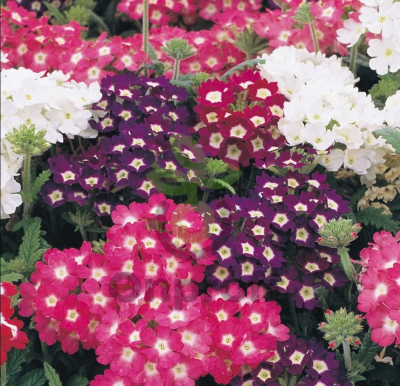 (п.ф.) Вербена Кварц ХР Мерло Микс,