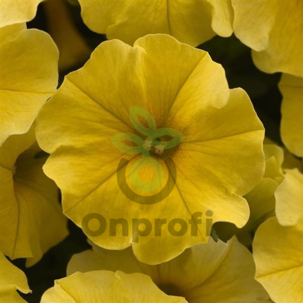 (п.ф.) Петхоа Калибёрст Еллоу F1,