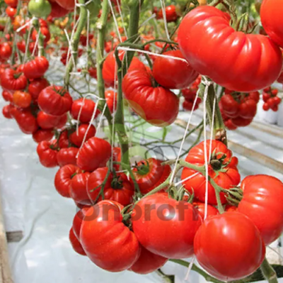 Томат Сарра F1,