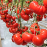 Томат Сарра F1,