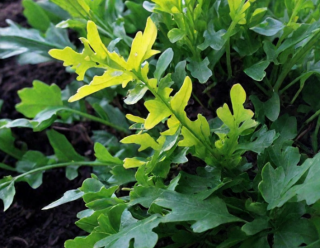 Рукола (индау) Сицилия, 0,5гр (фасовка)