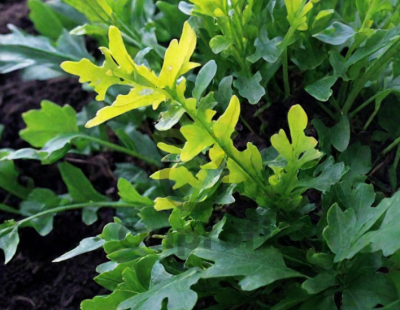 Рукола (индау) Сицилия, 0,5гр (фасовка)