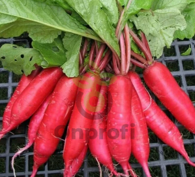 Редис Красный великан, 5гр (фасовка)