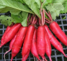 Редис Красный великан, 5гр (фасовка)