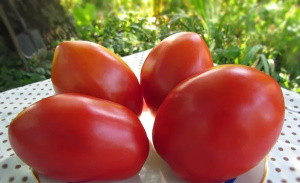 Томат Сахарная избушка, 0,5гр (фасовка)