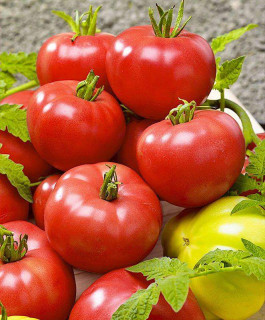 Томат Берберана F1, 25шт (фасовка)