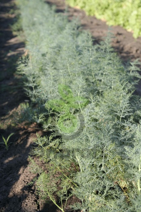 Укроп Алмаз F1