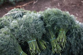 Укроп Алмаз F1