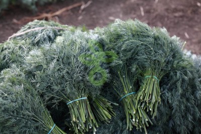 Укроп Алмаз F1