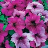 (п.ф.) Петуния Призм Фрутс Оф Форест Микс,