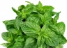 Базилик Песто,