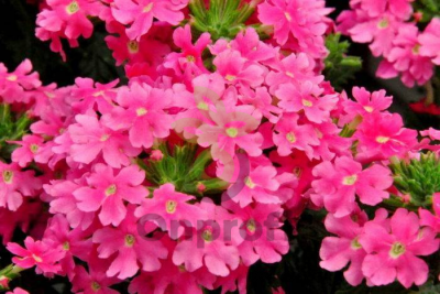 (п.ф.) Вербена Кварц ХР Пинк,