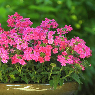 (п.ф.) Вербена Кварц ХР Пинк,