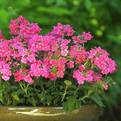 (п.ф.) Вербена Кварц ХР Пинк,