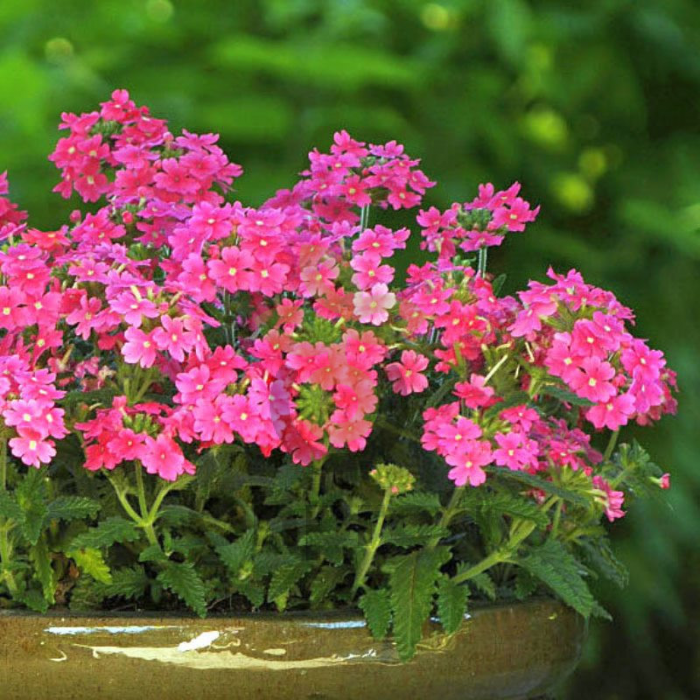 (п.ф.) Вербена Кварц ХР Пинк,