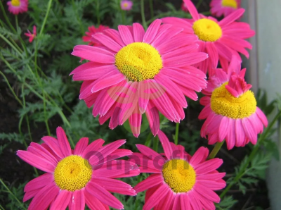 (п.ф.) Пиретрум Амазон F1,