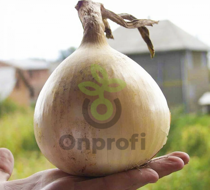 Лук репчатый желтый Эксибишен,