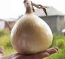 Лук репчатый желтый Эксибишен,