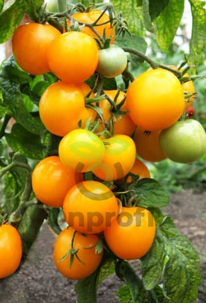 Томат Марцано F1,