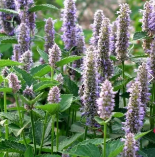 Иссоп Анисовый, 0,5гр (фасовка)