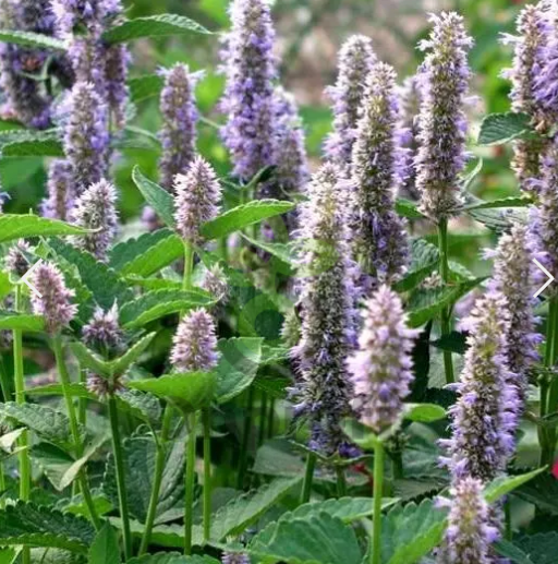 Иссоп Анисовый, 0,5гр (фасовка)