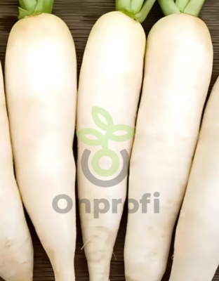 Редис Осенний гигант, 5гр (фасовка)