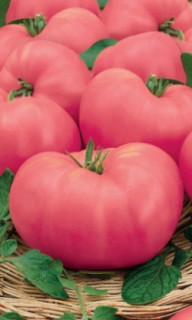 Томат Сахарный великан, 0,5гр (фасовка)