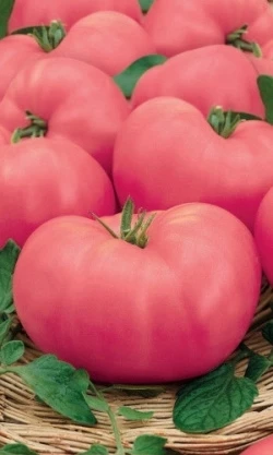 Томат Сахарный великан, 0,5гр (фасовка)
