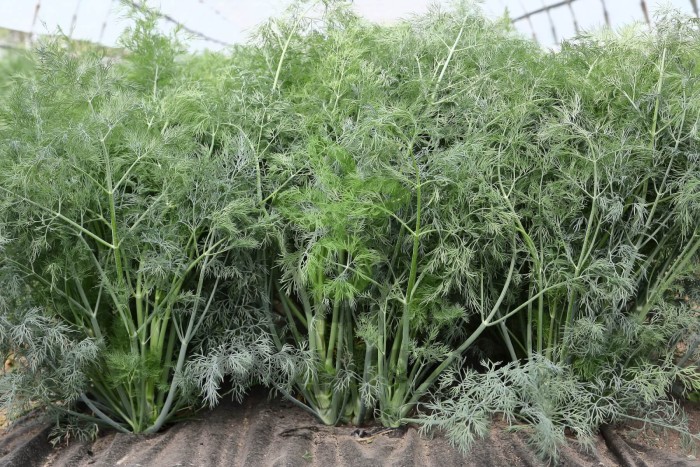 Укроп Аллигатор