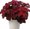 (п.ф.) Колеус Визард Вельвет Ред,