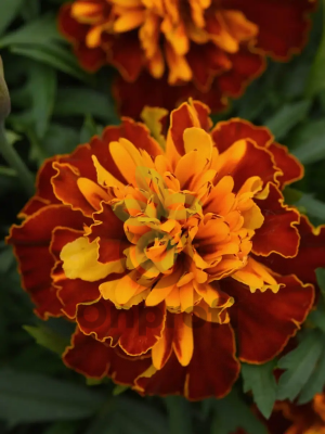 (п.ф.) Бархатцы Бонанза Гармони, 1000 шт (№3-10)