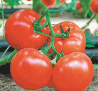 Томат Мини Бокс,