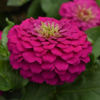 (п.ф.) Циния Зести Фуксия, 100 шт (№6-69)