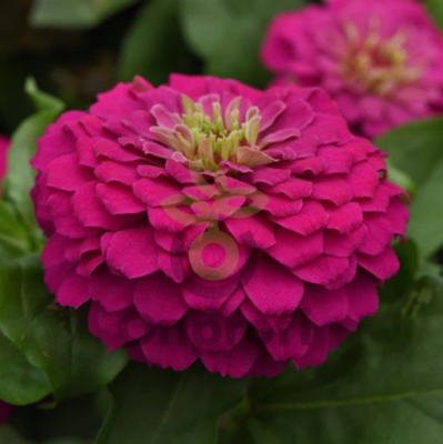 (п.ф.) Циния Зести Фуксия, 100 шт (№6-69)