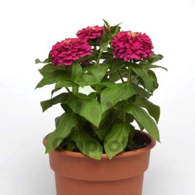 (п.ф.) Циния Зести Фуксия, 100 шт (№6-69)