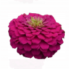 (п.ф.) Циния Зести Фуксия, 100 шт (№6-69)