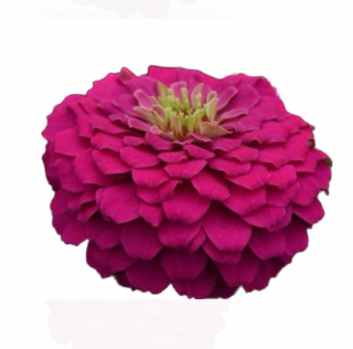 (п.ф.) Циния Зести Фуксия, 100 шт (№6-69)