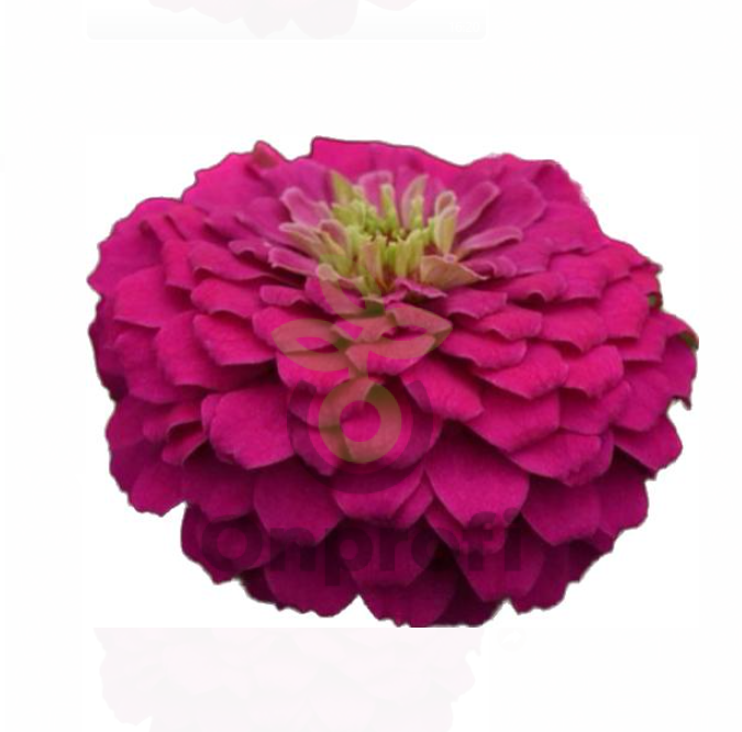 (п.ф.) Циния Зести Фуксия, 100 шт (№6-69)