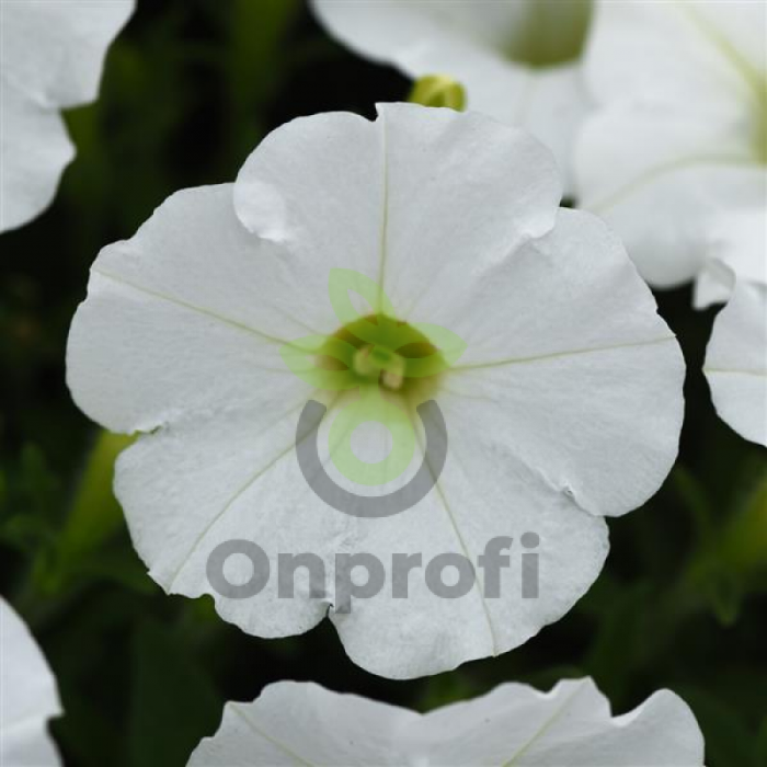 (п.ф.) Петуния Шок Вейв Вайт F1, 100 драже (№9-1-45)