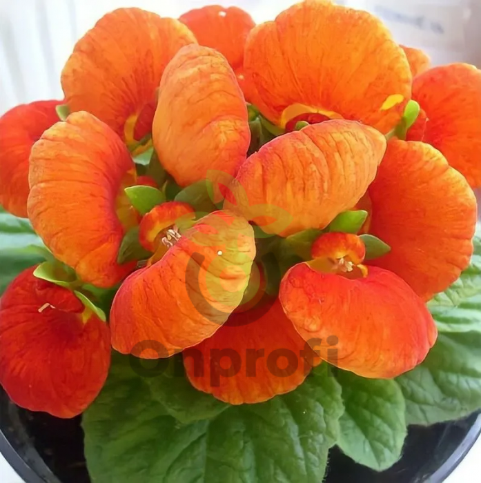 (п.ф.) Кальцеолярия Даинти Бронз,