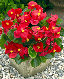 (п.ф.) Бегония Амбассадор Скарлет, 100 шт (№6-406)