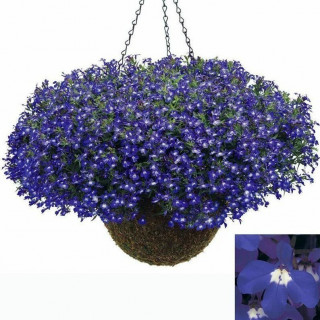 (п.ф.) Лобелия Ривьера Марин Блю, 100 мультидраже (№6-634)