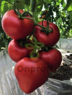 Томат TMG 20200 F1,
