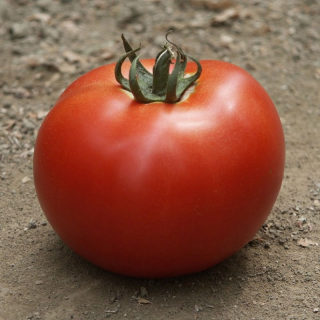 Томат Мирсини F1,