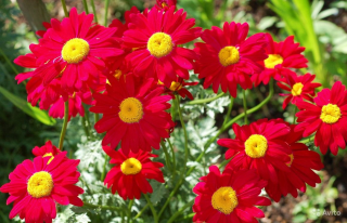 (п.ф.) Пиретрум Кампань F1,