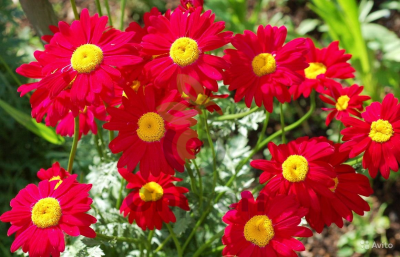 (п.ф.) Пиретрум Кампань F1,