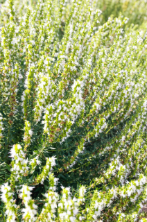 Иссоп Лекарственный белый, 0,5гр (фасовка)