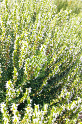 Иссоп Лекарственный белый, 0,5гр (фасовка)